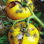Indirect-damage-bacterial-rot-on-tomato-caused-by-brown-marmorated-stink-bug-Photo-by_Q320